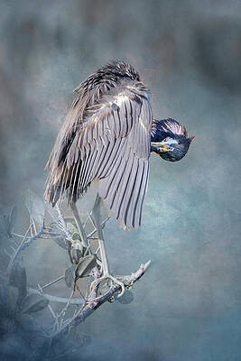 Feather Wall Art featuring the photograph Tri Heron 972B by Sally Fuller