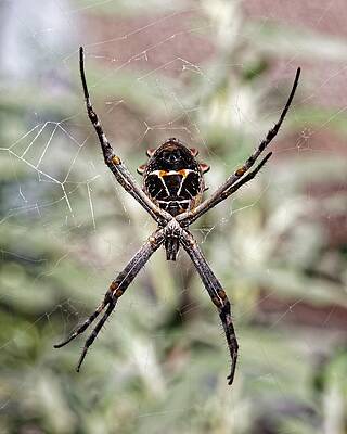 Natural Wall Art featuring the photograph Tribal Mask - Silver Garden Orb Weaver by KJ Swan