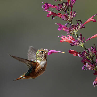 Flower Photograph - Trick Or Treat by Tim Lyden
