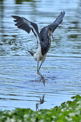 Wall Art featuring the photograph Tricolor Heron Above Water by David McKinney