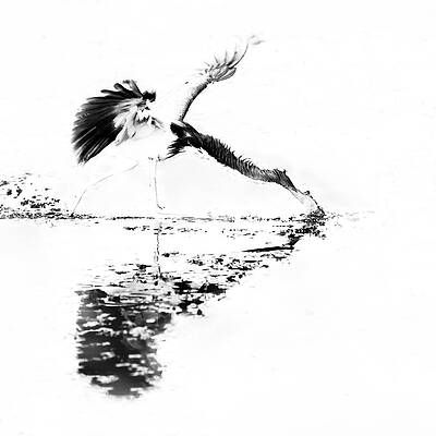 Wall Art featuring the photograph Tricolored Heron 186A by Sally Fuller