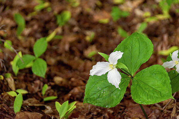 Wild Photograph - Trillium Blooming In A Forest 1 by John Twynam