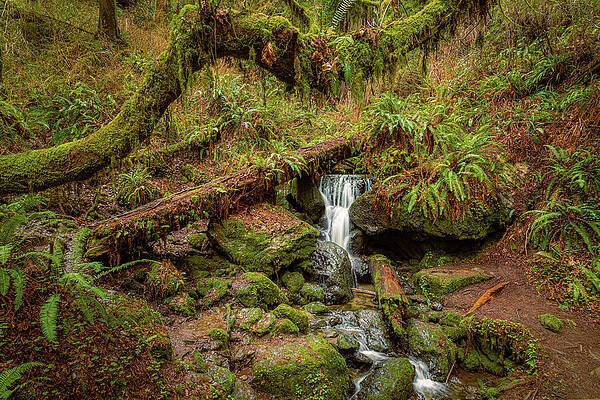 Majestic Wall Art featuring the photograph Trillium Falls by Mike Lee