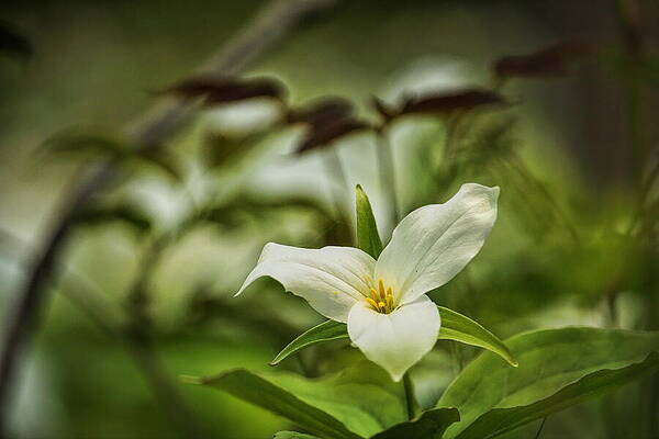 Spring Photograph - Trillium In The Sunshine by Dale Kauzlaric