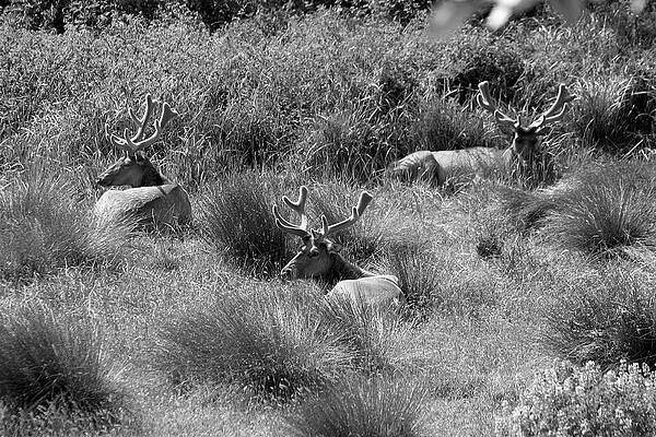 Black And White Photograph - Trilogy Of The Husk by Gina Cinardo