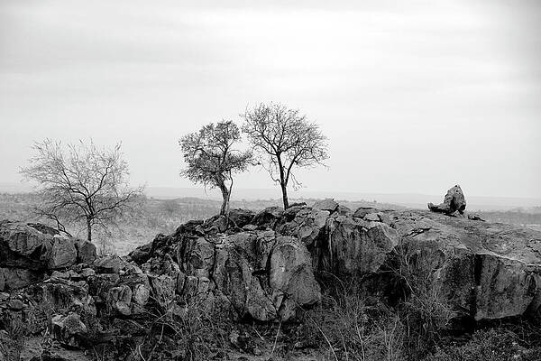 Portland Photograph - Trio by Mia Badenhorst