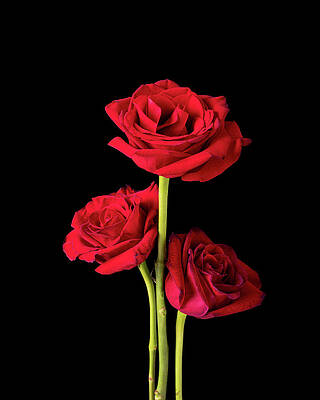 Colorful Photograph - Trio Of American Beauty Roses On Black by Charles Floyd
