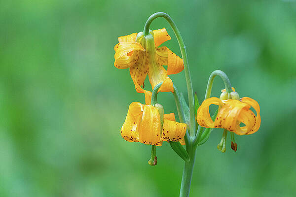 Wall Art featuring the photograph Trio Of Columbia Lily Blossoms by Nancy Gleason