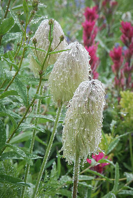 Wilderness Wall Art featuring the photograph Trio Of Western Anemone Wildflowers by Nancy Gleason