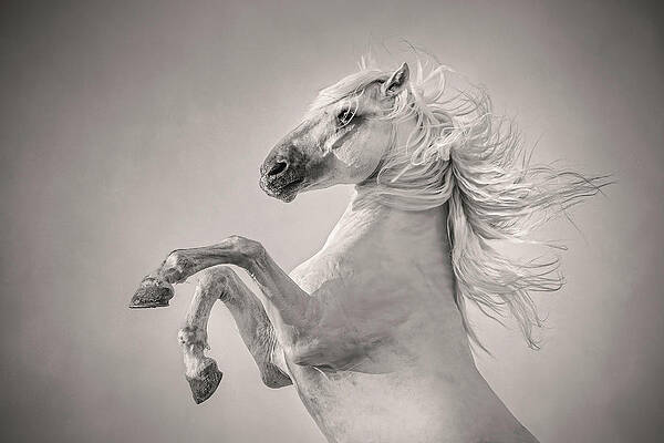 Photograph - Triumphant White Horse by Charnwood Photography Fine Art