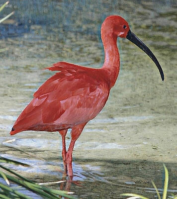 Florida Wall Art featuring the digital art Tropical Bird by Antonios Valamontes