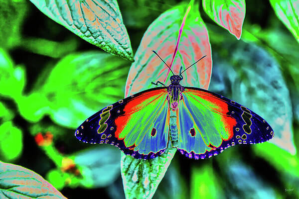 Colorful Wall Art featuring the photograph Tropical Butterfly by Bruce Block