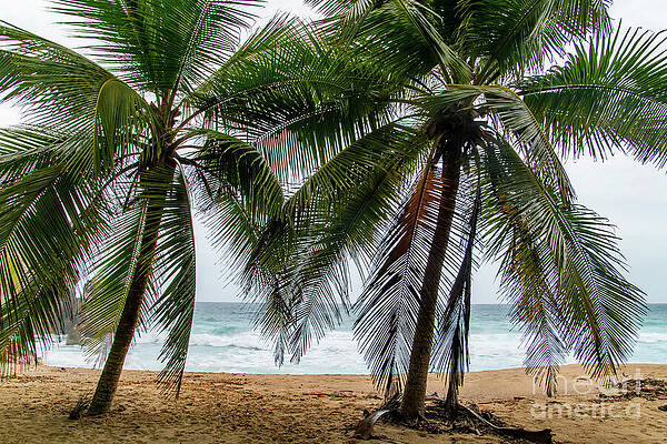 Tropical Beach with Palm Trees Wall Art