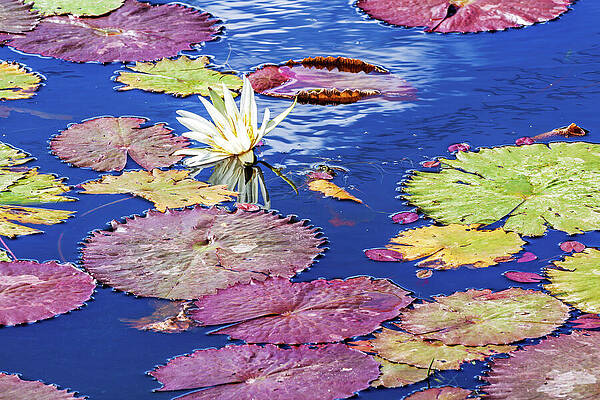 Wall Art featuring the photograph Tropical Lily Pads Floating On Water by Tatiana Travelways