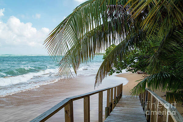Tropical Beach Walkway Wall Art