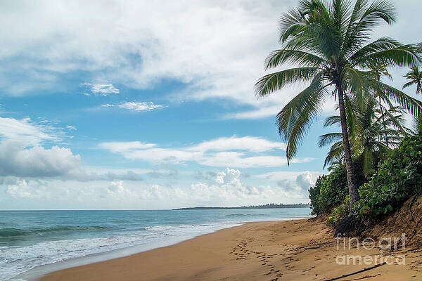 Tropical Loiza Beach with Palm Trees by Beachtown Views