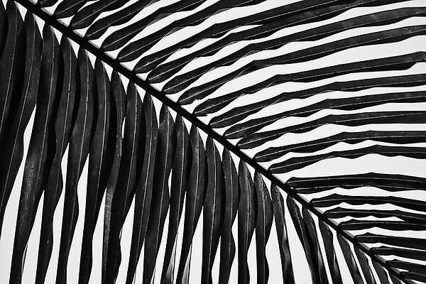 Black and White Palm Fronds Wall Art
