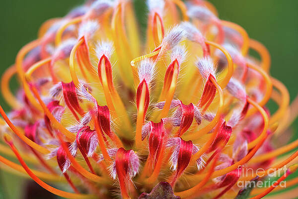 Wall Art featuring the photograph Tropical Pincushion Protea Flower In Bloom by Abigail Diane Photography