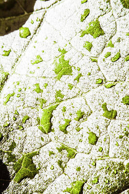 Natural Wall Art featuring the photograph Tropical Rains by Jorgo Photography