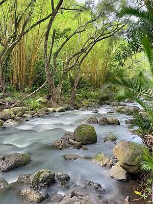 Wall Art featuring the photograph Tropical River by Louis Raphael