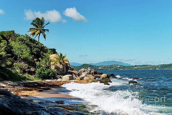 Tropical Beach with Palm Trees Photograph
