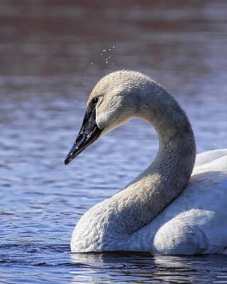 Spring Photograph - Trumpeter Swan Shaking It Off by Dale Kauzlaric