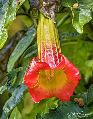 Vibrant Photograph - Trumpet Flower by Joe Fisher