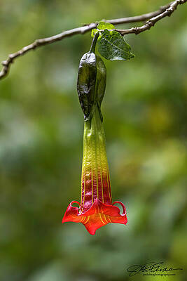 Vibrant Photograph - Trumpet Flower, SF Botanical Garden by Joe Fisher