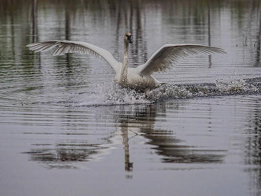 Spring Photograph - Trumpeter Swan Balanced Landing by Dale Kauzlaric
