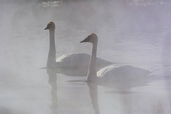Wyoming Photograph - Trumpeter Swans At Kelly Warm Spring V by Douglas Wielfaert