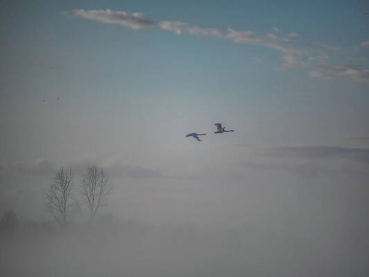 Spring Photograph - Trumpeter Swans In The Fog by Dale Kauzlaric
