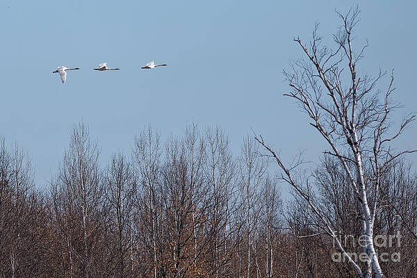 Minnesota Photograph - Trumpeters Over The Refuge by Natural Focal Point Photography