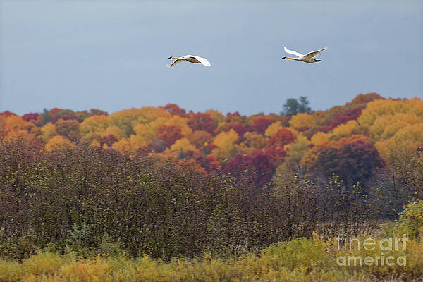 Fall Photograph - Trumpeters Swan In Autumn by Natural Focal Point Photography