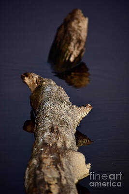 Reflection Photograph - Trunkated Yearning by Debra Banks