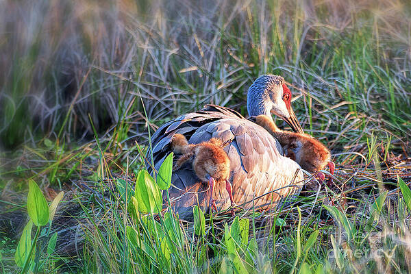 Fl Wall Art featuring the photograph Tucking Into Bed  11 Of 12 by Mary Lou Chmura