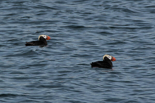 Wall Art featuring the photograph Tufted Puffins In The Salish Sea by Nancy Gleason