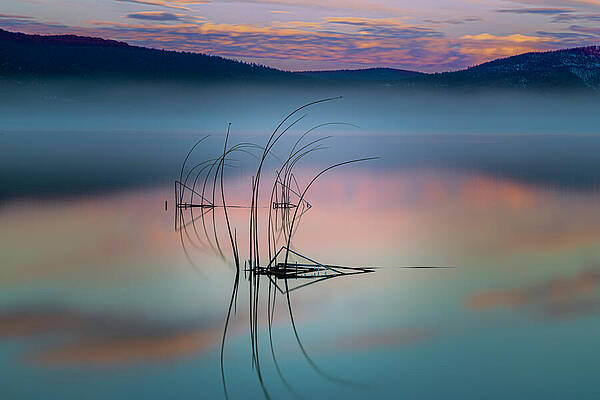 Wall Art featuring the photograph Frozen Reeds At Dawn - Eagle Lake - Lassen County California by Mike Lee