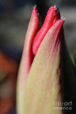 Beautiful Photograph - Tulip Awakening Kiss by D Lee