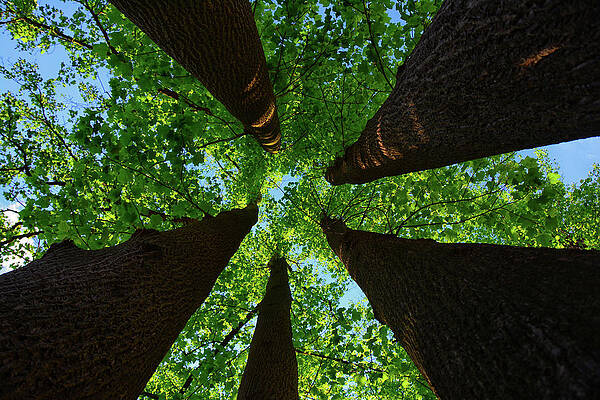 Wall Art featuring the photograph Tulip Tunnel by Raymond Salani III