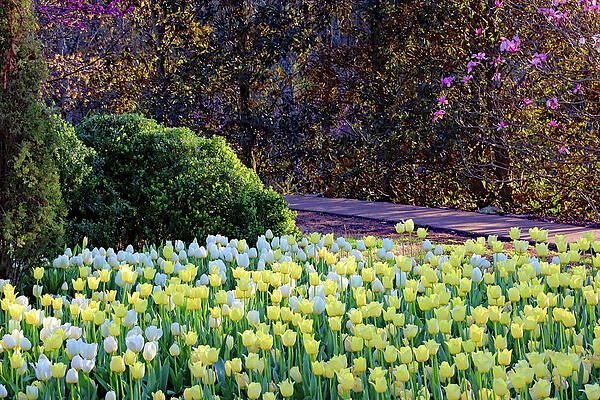 Wall Art featuring the photograph Tulips At Sundown by Gina Fitzhugh