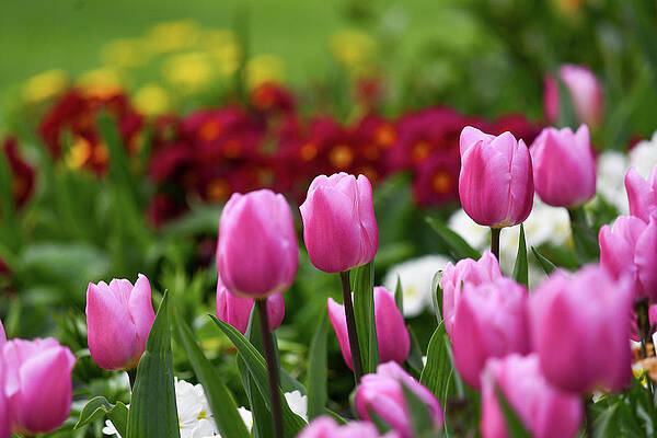 Wall Art featuring the photograph Tulips Blooming In The Spring Sunshine by Andrew Lalchan