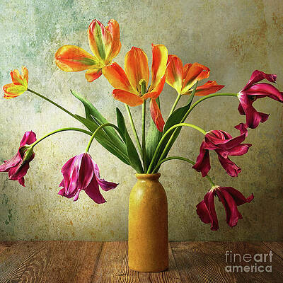 Flower Wall Art featuring the photograph Tulips - Grace In The Bend by Dodie Ross