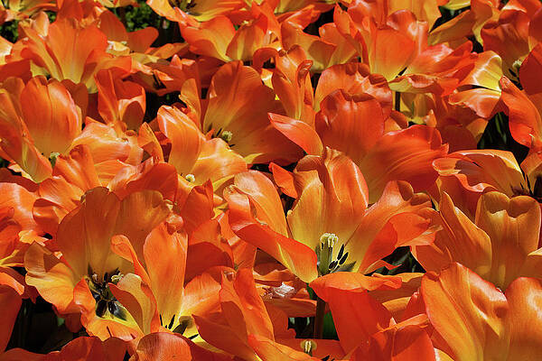 Spring Wall Art featuring the photograph Tulips In Abundance by Shirley Mitchell