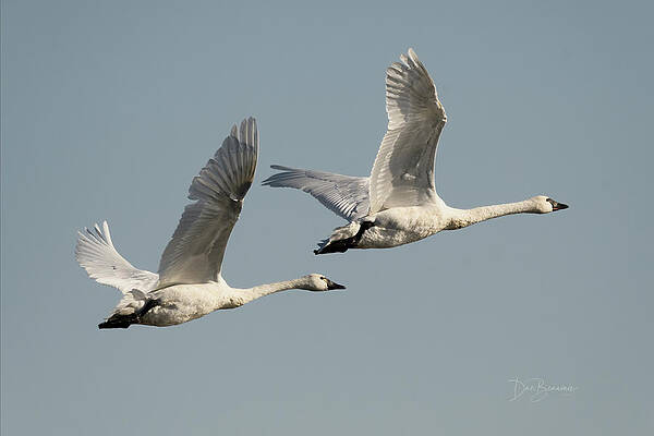 Nature Photograph - Tundra Swans #7148 by Dan Beauvais