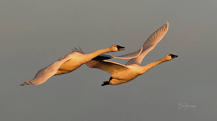 Fall Wall Art featuring the photograph Tundra Swans #8341 by Dan Beauvais