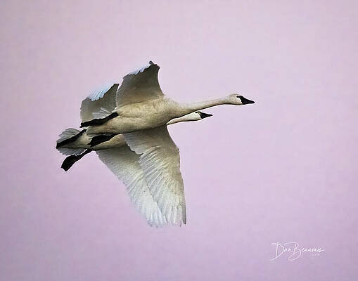 Wildlife Photograph - Tundra Swans In Pink Twilight #1433 by Dan Beauvais