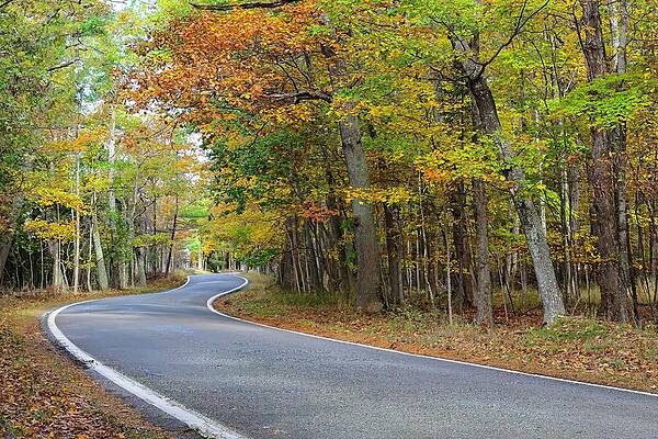 Quiet Autumn Road Wall Art