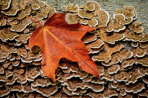 Mountain Wall Art featuring the photograph Turkey Day by Steve L'Italien
