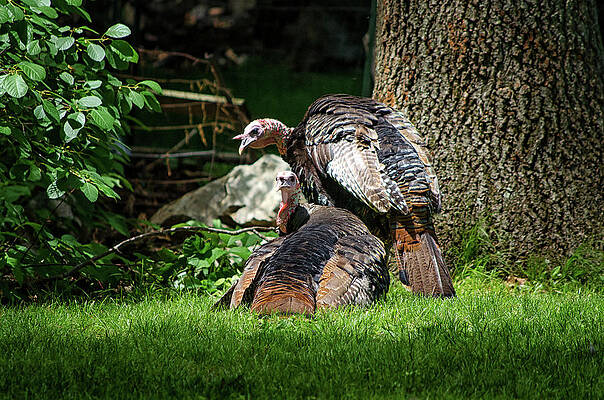 Photograph - Pair Of Wild Turkeys by Steven Nelson