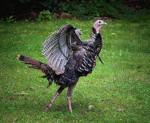 Wall Art featuring the photograph Turkey Strut by Steven Nelson